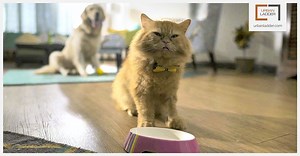 3.9K views · 226 reactions | The Urban Ladder delivery folks are here to fix something. And the kitty promptly comes up with a devious plan to have some fun with the dog ;) Watch & Share! #CreatureComforts | Urban Ladder | Facebook