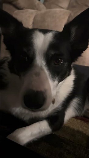 Mando is Locked In! #puppies #dog #doggo #dogs #puppy #shortvideo #viral #viralvideo #cute #cutedog