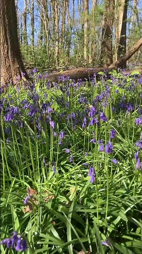 Wild Bluebells in Full Bloom 🌸 Belgium Forest