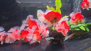 2K views · 17 reactions | Some of our stunning orchid tail oranda from the April 2025 shipment! Their flowing tails and vibrant colors are even more breathtaking in person. These beauties are sure to be the centerpiece of any aquarium. #aquaticoaquarium #orchidtailoranda #orandagoldfish | Aquatico Aquarium | Facebook