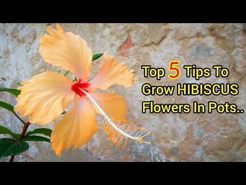 Top 5 Tips to Grow HIBISCUS in Pots - Pure Greeny