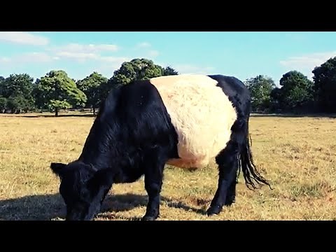 BELTED GALLOWAY GRAZING RELAXING | Cow Video