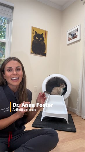 4.9K views · 25 reactions | Did you know arthritis is common in older cats but often goes undiagnosed? Dr. Anna Foster is raising awareness about this important health issue and recommends Litter-Robot stairs to help ease joint stress for your cat. #LitterRobot #Whisker #CatArthritis #CatParent #CatHealth #AutomaticLitterBox #SelfScoopingLitterBox @dr.annafoster | Litter-Robot by Whisker | Facebook