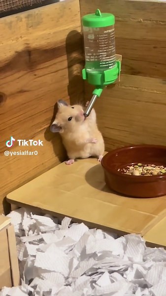 Hámstercito Beber Agua: Dulce Momento para Mascotas