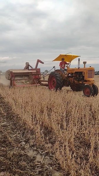 Moline with Cockshutt Combining beans #farmmachinery #hcop25 #farmall51