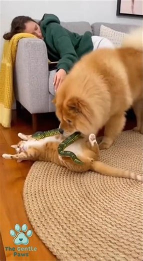SNAKE PRANK! Dog Scares Innocent Cat with a Realistic Toy Snake!