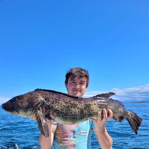 Next up on the series of what to expect. When to target Ling cod. Ling cod are available May to September but the best time to target is May and June. Book your spot early for Ling cod specific charters as there are some secret spots that will get cleaned out early 😆🎣. #fishingcharters #sportfishingbc #vancouverisland #comoxvalley #livelikealocal | Island Pursuit Sport Fishing