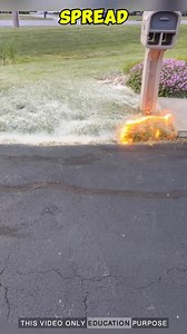57K views · 314 reactions | What Is That Fluffy, Flammable White Substance on the Ground Discover  #shorts #cotton | Seek Craftt | Facebook