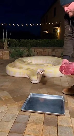 “White as snow, wild as nature 🐍❄️” #albinopython #giantsnake #wildbeauty | Python Realm