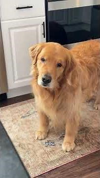 3 Things That Made My Overly Emotional Golden Retriever Sad This Week 🥺