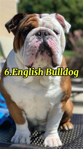TOP 10 CALMEST DOG BREEDS #dog #viral