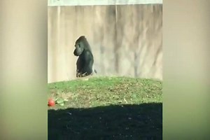 This video from the Philadelphia Zoo shows their gorilla, Louis, walking on two legs - for no other reason than to keep his snacking hands clean. We like the way he thinks. Read more here: http://bit.ly/2plaz4e | KRIS 6 News