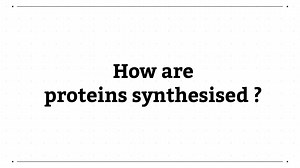 How are proteins synthesised?