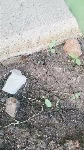 "Meet the Indian Red Scorpion 🦂 : Nature's Tiny but Deadly creature "