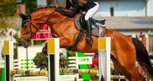 Podcast: Equine Drug Testing During Prepurchase Exams