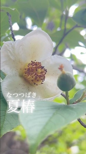 夏椿 ナツツバキ