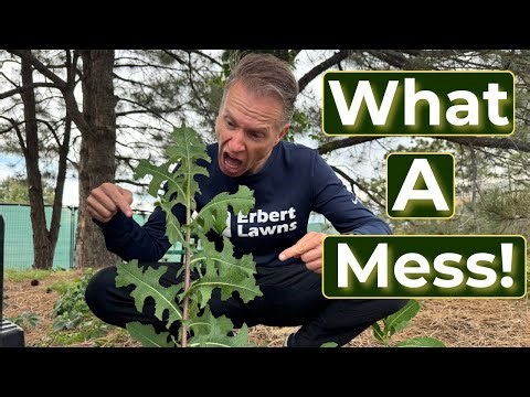 The UGLY Truth About Weeds in Your Rock Beds (And How to Stop It!)