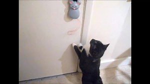 264K views · 7K reactions | Your cat will go crazy for the Crazy Tail! With the push of a button the string tail starts to twirl and your kitty will attack! (Save Over 40%!) Get Yours Here ▶ www.coupaw.us/1G9MHyg | The Animal Rescue Site by GreaterGood | Facebook