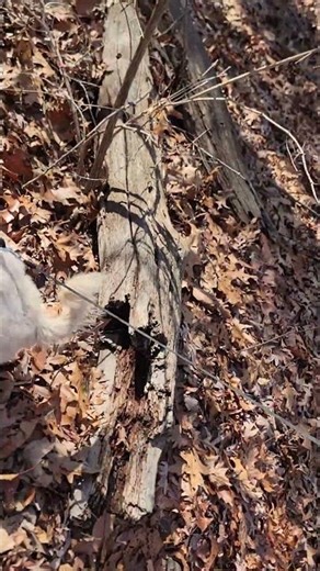 Curious Pup Explores Logs in the Woods 🌲🐶