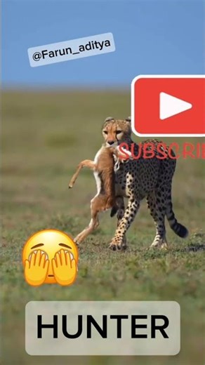 Hunter #tribunjateng #fingerstyle #badut #kyliejenner #animal #wildlife