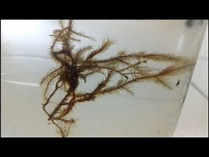 STUDY OF PLANT SPECIMENS AND IDENTIFICATION | 11th CLASS | EXPERIMENT - 2