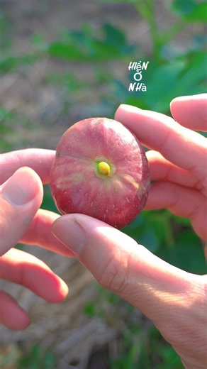 Sung Mỹ Chín Cây #hienonha #fruit #food #shorts