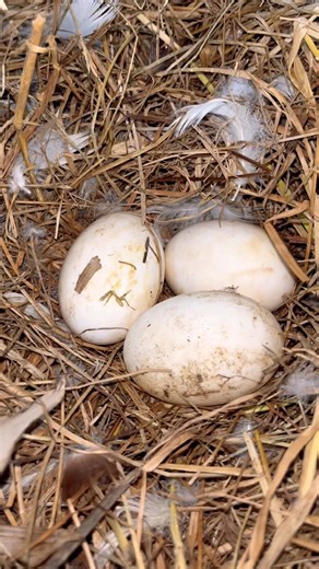 Còn có 3 trứng vịt của bé Chíp #shorts #short