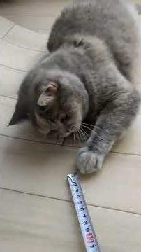猫のシステムトイレについて【ブリティッシュショートヘア】 #猫トイレ #diy #cats #britishshorthair