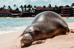 The Hawaiian Monk Seal: Where To Spot Them & Important Info!