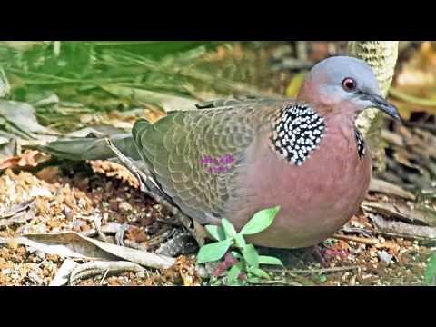 Tiếng chim cu gáy mồi chuẩn, đỉnh nhất