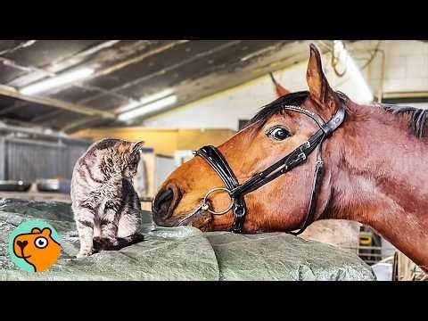 1,000-Pound Horse Obsessed With Tiny Barn Cats | Cuddle Buddies