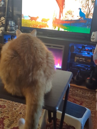 Watching Flow. #fyp #flow #cat #movie