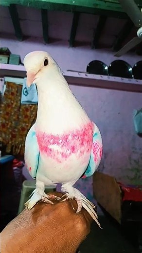 pigeon hand training videos