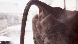 Cows Anus Excreting Feces Cow Looks Stock Footage Video (100% Royalty-free) 3492327745 | Shutterstock