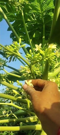 how to hand pollination papaya flowers 🌼! easy papaya pollination ! gardening tips