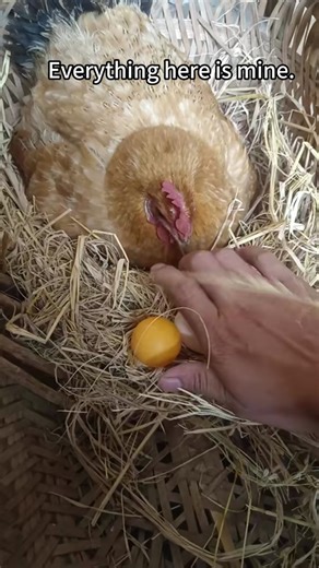 Funny Chicken Farming Moments and Hatching Eggs