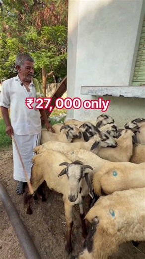 Sheep & goat market Kalikiri Annamayya District, Andhra Pradesh #sheepgoat