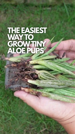 The Easiest Way to Grow Tiny Aloe Pups