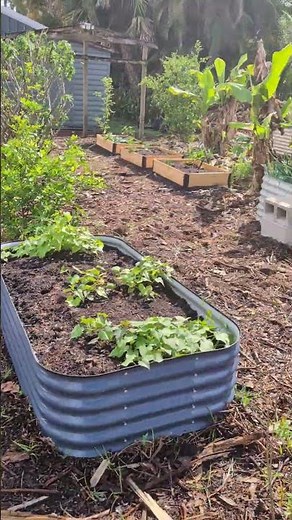 Eight Loads of Arborist Wood Chips in My Garden #gardening #permaculture #woodchips