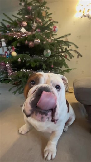 New Baxi 830 Combi Swap | Boiler Replacement Process