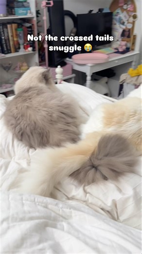 Mickey and Walter’s cutest snuggle ever 🥹 #ragdolls #mickeyandwalter #snugzmeow