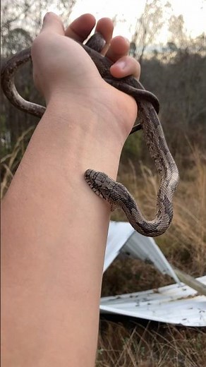 Grey rat snake flipped in South Georgia under a billboard. #animal #snake #herping #reptiles #animal