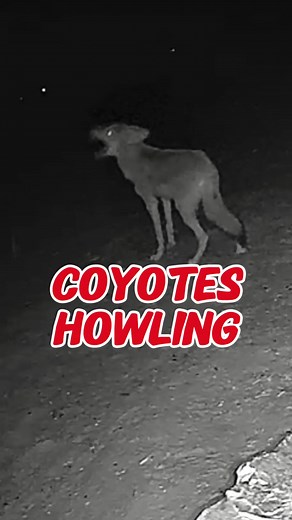 Understanding Coyote Howls: Communication in the Wild