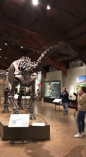 Dino Collapse — Caught on Museum Camera #Dinosaur #Brachiosaurus #Fossil #CaughtOnCamera