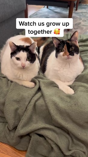 Just two wobbly sisters who survived being abondened by their mother, transported up from Mississipi, and living their first 10 months in a shelter #catsoftiktok #chcats #animalsoftiktok #cerabellarhypoplasia #christmas