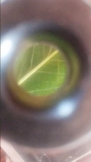 viewing 3D leaf vain in dissecting microscope