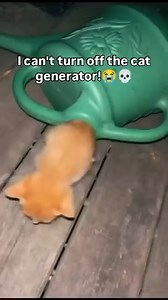 Cat generator 😭😭 . . . #cat #pennythegingercat #catsofinstagram #cats_of_instagram #catlife #pet #cats #catlover #petsofinstagram #gingercat #orangecat #catsofig #gingercat #gingerkitty #catsoftheday #cute #funny #cutecats #orangecat #fblifestyle #UnitedStates | It's me penny