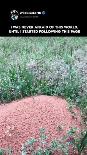 WildBlueEarth | Fire ants are small but highly organized insects that live in large underground colonies. They are known for their teamwork, strong... | Instagram
