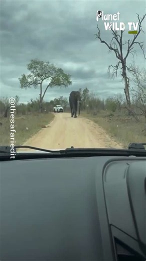Scary moment elephant charges towards safari jeep