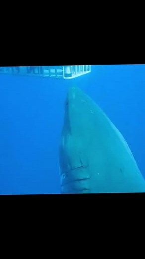 3.6M views · 37K reactions | Deep Blue - One of the Largest Great White Sharks ever recorded. 麗 Deep Blue is a female great white shark that is estimated to be 6.1 m long or bigger and is now sixty years old. She is believed to be one of the biggest ever recorded in history. The shark was first spotted in Mexico by researcher Mauricio Hoyos Padilla. Deep Blue was featured on the Discovery Channel's Shark Week. #shark #ocean #deepblue #greatwhite | Castle Surf Co. | Facebook